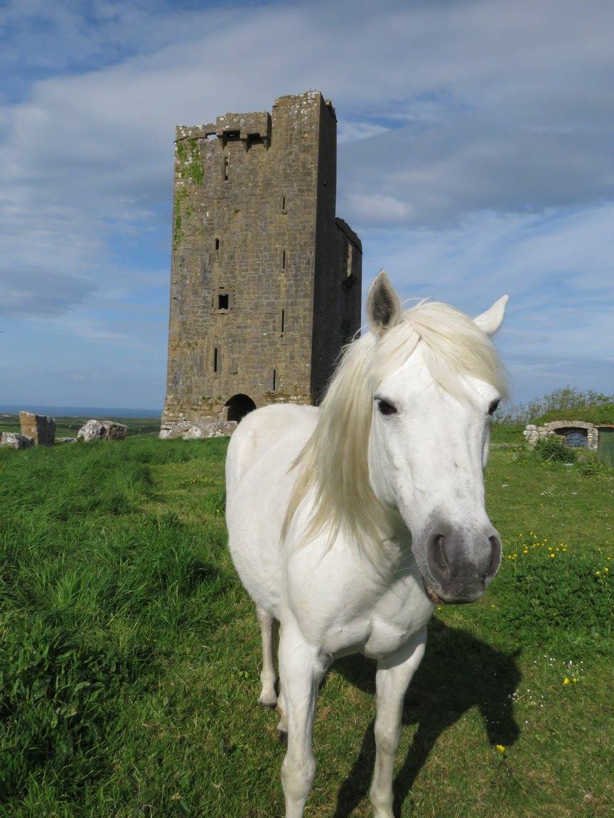 Irish castle and horse on our tour