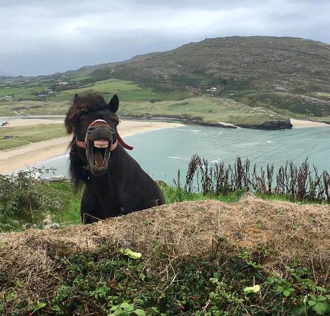 Happy Horse in Barleycove beach , West Cork
